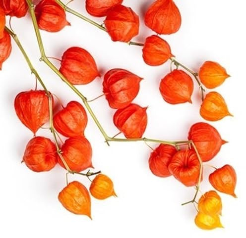 100 Semi di Lanterna Cinese (Physalis alkenkegi franchetti) riproducibili non trattati