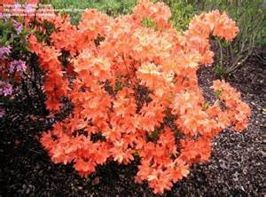 20pcs / Japanese Seeds -Azalea Bags, Azalea rhododendrons, Flower Seeds of The Tree Cover of The Flower 15 Colors Bonsai Plants Domestic Garden of DIY 13: Only Seeds