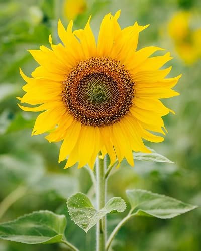 70 graines de tournesol