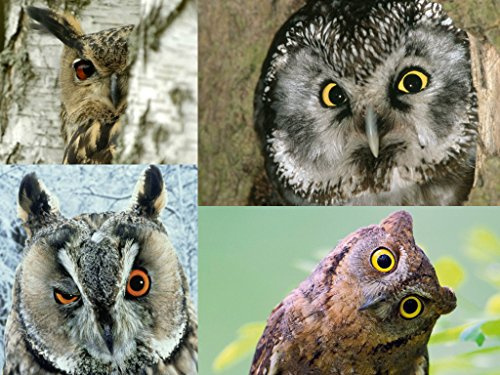 Set de cartes : animaux/hibou-chouette hibou moyen-duc kAUZ (cartes, 4 postales edition
