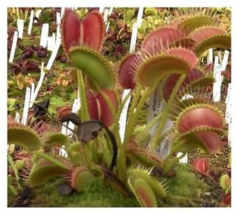 Stk - 5x Dionaea muscipula Red Road Oxford Venusfliegenfalle Samen B1262 - Seeds & Plants Shop by Ipsa