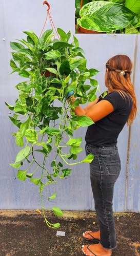 POWERS TO FLOWERS - POTOS EPIPREMNUM MARBLE QUEEN, ESEMPLARE, Basket 26cm DIAMETRO, Pianta vera