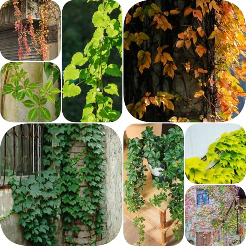 Semi di vite selvatica - decorazioni da giardino per esterni organico esotico per luoghi soleggiati da balcone prodotti sostenibili rampicanti resistenti vecchie varietà 200pcs