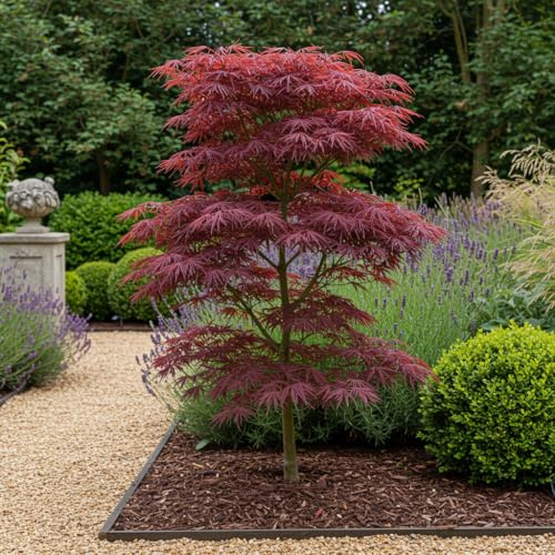 Japanischer Ahorn Acer palmatum 'Trompenburg' – Dunkel Lila – Balkon – & Gartenpflanze – Ø19cm – Ca. 70cm hoch