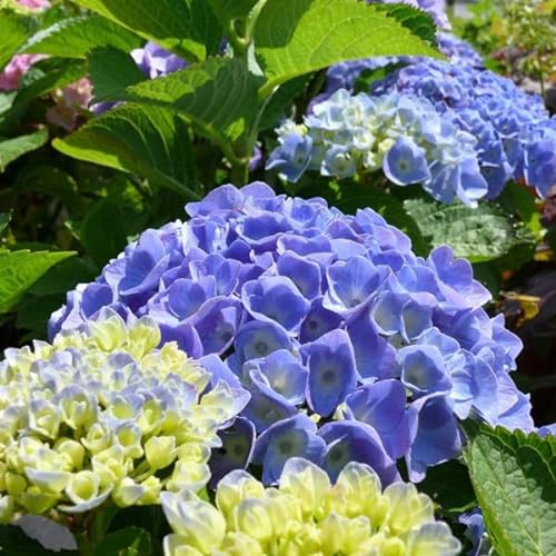 Bauernhortensie 'Bodensee' - Hydrangea macrophylla 'Bodensee' 25-30 cm - 25-30 cm Topf