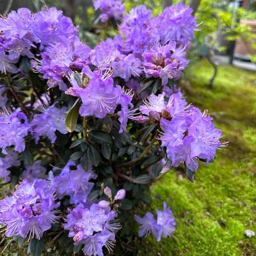 semi di rododendro - resistenti all'inverno per balconi azalea di perenni rare decorazione per il soggiorno 45pcs