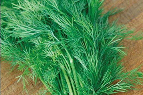 Pcs - 500x Aneth Bouquet Anethum Graveolens Eko Légumes Jardin Plantes - Graines K441 - Seeds & Plants Shop by Ipsa