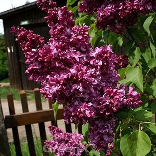 Kanadische Flieder Red Wine 40-60cm - Syringa prestoniae - lebende Gartenpflanze aus den Baumschulen