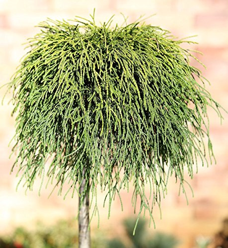 Hochstamm Gelbe Fadenzypresse Sungold 80-100cm - Chamaecyparis pisifera - lebende Gartenpflanze aus den Baumschulen