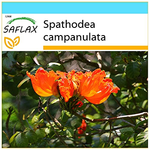 SAFLAX - Confezione regalo - Albero dei tulipani - 30 semi - Spathodea campanulata