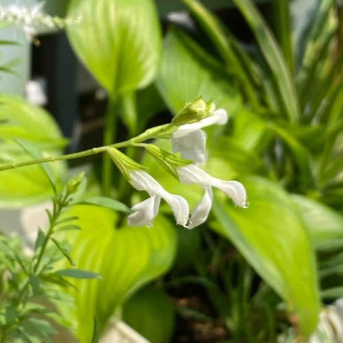 semillas de salvia (Salvia greggii) interior jardín decoración sala 100pcs