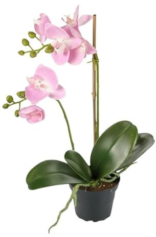 Orquídea Mariposa Natural Planta Tropical para Principiantes