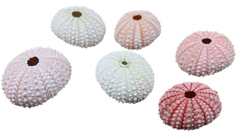 Coquilles de mer Coquilles de mer Mixtes, Coquillages for l'artisanat 20 pièces Coquillage d'oursin Conque Tillandsia Plante en Pot Décoration de la Maison