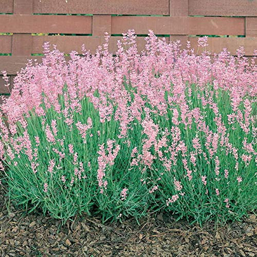 6 Pack of English Pink Lavender Rosea Plug Plants