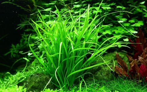 AquaOne Aquarium Pflanze In Vitro Helanthium tenellum 'Green' 1-2-Grow | Wasserpflanze, Aquariumpflanze Becher, Labor-Aquarienpflanzen, Dekoration, Aquascaping