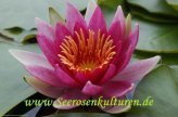 Mühlan Wasserpflanzen 1 SEEROSE der Sorte Newton, rote Blüte