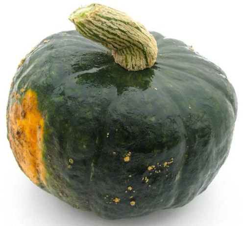 Winter Squash Burgess Buttercup 25 Samen Erbstück Non GMO CombSH K25