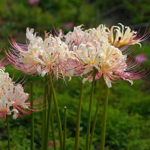 bulbi di giglio ragno, Lycoris radiata, balcone in vaso tappezzante resistente d'appartamento esotiche serre Aiuole rialzate 15pcs