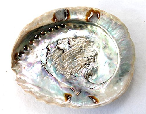 Muschel Schnecke Haliotis midae Natur ca. 13-16 cm Abalone Paua Seeohr Shell