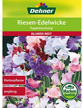 Dehner Blumen-Saatgut, Riesen-Edelwicke Supermischung, 5er Pack (5 x 10 g)