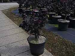 Fagus sylvatica purpurea Nana - Schwarzrote Zwergblutbuche purpurea Nana - Bonsai Blutbuche
