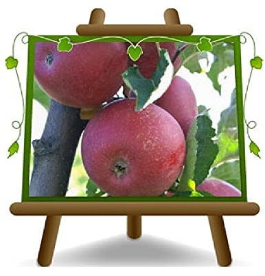 Meli Stayman Red Piante da Frutto Altezza: 170~200 cm Età: 4 anni. Vaso: ø 24/26 cm.