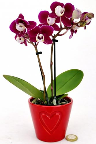 POWERS TO FLOWERS - ORCHIDEA PHALAENOPSIS BONSAI AMBRA IN VASO CERAMICA CUORI, Pianta Vera