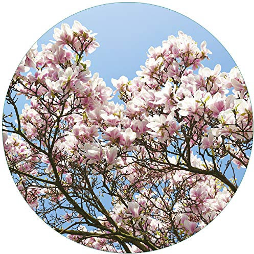 Wallario Glasbild rund Schöne rosa Magnolien-Blüten vor blauem Himmel - Rund, 50 cm Durchmesser Wandbild Glas in Premium-Qualität: Brillante Farben, freischwebende Optik