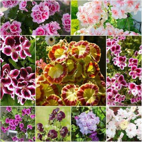 geranio - semi decorativi perenni resistenti giunte semi di tetto verde decorativi di giardino selvatico 40pz