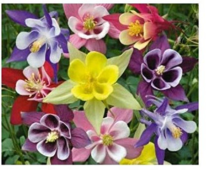 PREMIER SEEDS DIRECT - AQUILEGIA - Columbine - McKANAS Giant Mix - 300 Seeds