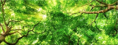 artissimo Bild aus Glas 80x30 cm Wald AG4758A – Natur Wandbild mit Baumkronen, grünes Landschaftsbild Panorama Querformat, moderne Wanddeko