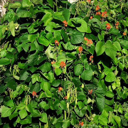 semi di fagiolini, da balcone rialzate per giardino amanti del esotiche resistenti 30pcs