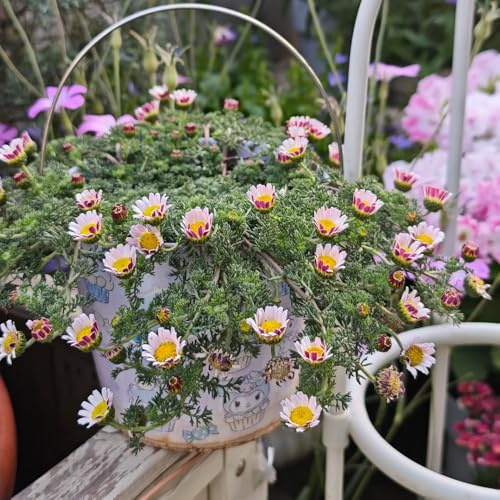 Semillas de Pyrethrum cinerariifolium - silvestres perennes balcón resistentes 350pcs