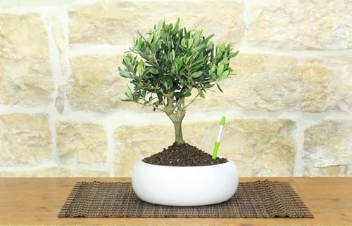 Pollice Verde Bonsai Olivo in Ciotola Tonda Ceramica Bianca (Ø 20cm) – Pianta Vera Olea Europaea Simbolo di Pace – Idea Regalo Originale e Naturale (Bonsai + Misuratore)