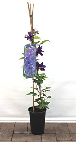Waldrebe Clematis Hybride 40-60 cm Kletterpflanze winterhart