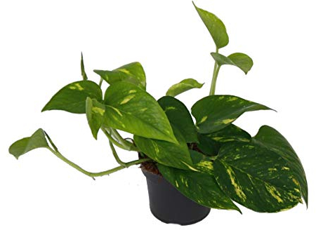 Efeutute, Scindapsus, (Epipremnum aureum) Sorte: Aureum, gelb-grünes buntes Blattwerk, rankend, Ampelpflanze, luftreinigend (eine Pflanze im 12cm Topf)