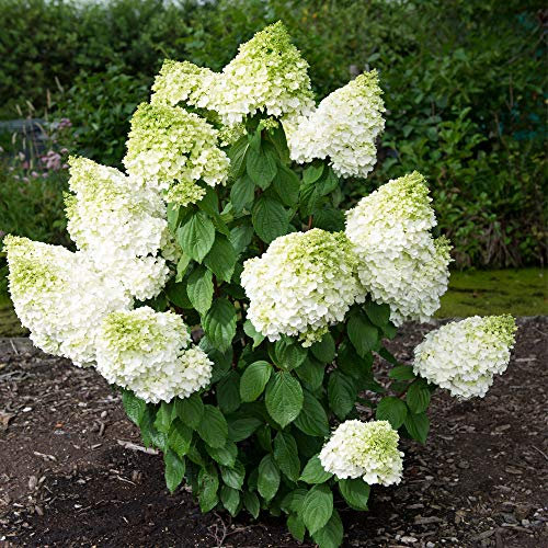 Hydrangea paniculata Magical Moonlight Kolmagimo Hardy Deciduous Shrub Large White and Lime Green Flower Heads Attracts Wildlife 1 x 9cm Pot by Thompson and Morgan