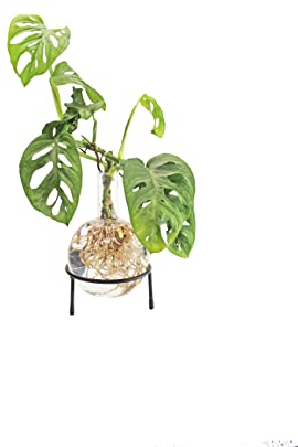 Winkee - Hydrovase Flora 1,5 L | Blumenvase mit Metall-Ständer | Table Planter | Moderne Deko | Glas Propagation Station | Ableger Pflanzen Glas | Wurzelglasvase | Geschenk zum Muttertag, Geburtstag