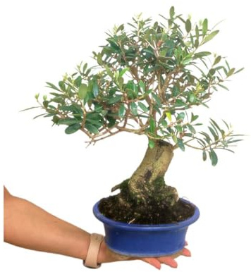 BONSAI NATURAL PARA EXTERIOR OLIVO 13 AÑOS (OLEA EUROPAEA) PRODUCE FRUTO y FLORACIÓN