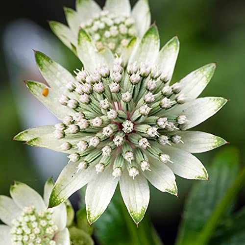 Astrantia Stern von Milliarden Meisterwurz aufrechte blühende krautige Staude
