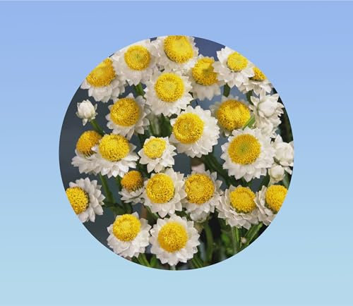 1000 graines immortelle ailée - ammobium alatum grandiflorum - Ideal fleurs séchées