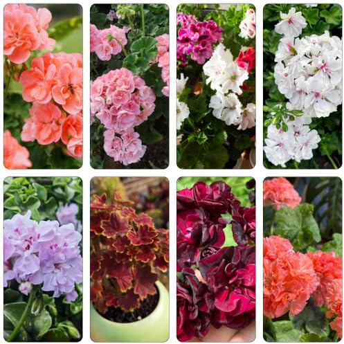 semillas geranio bonsái de interior jardín de perennes resistentes para pleno sol trepadora interior exóticas geranio arbusto mariposas balcón 80pcs