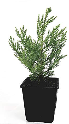 Seedeo® Berg - Mammutbaum (Sequoiadendron giganteum) Pflanze 2 Jahre