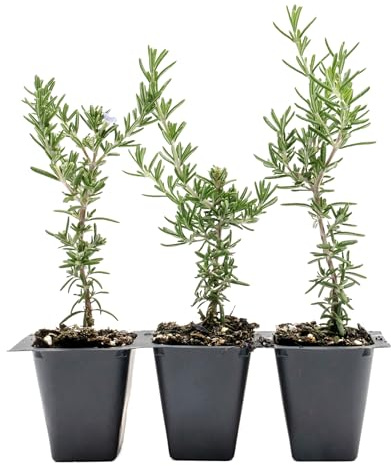 3 Creeping Rosemary in 2.5” Nursery Cubes (Rosmarinus officinalis ‘Prostratus’) | Evergreen Aromatic Groundcover Herb for Rock Gardens, Walls & Containers | Ready-to-Plant Live Starter Plants