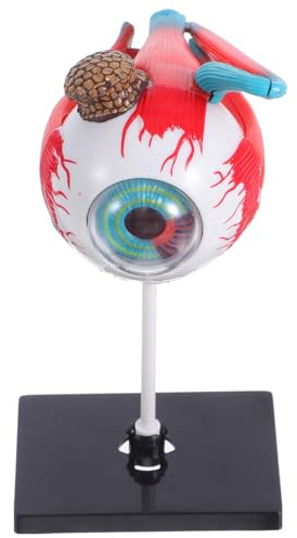 Balacoo Anatomical Eye Model Educational for Hands Human Eyeball Assembly Kit Enhances Visual System Understanding Science Learning Aid for Home and Classroom