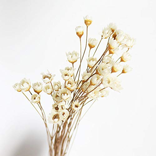 150 mini bouquet di margherite e camomilla, fiori secchi naturali, brasiliani, piccole stelle, margherite, fiori secchi decorativi, per matrimoni, fai da te, decorazioni per la casa (bianco)
