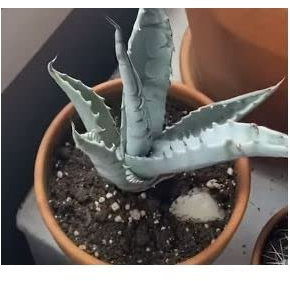 Stk - 10x Agave sobria subsp. roseana Agaven Garten Pflanzen - Samen ID734 - Seeds & Plants Shop by Ipsa