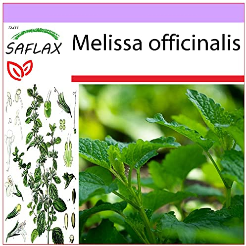 SAFLAX - Lemon Balm - 150 Seeds - Melissa officinalis
