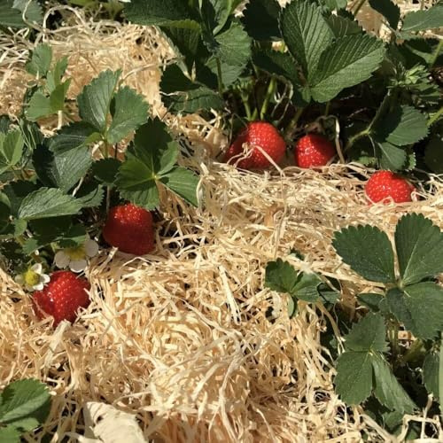Holzwolle für Erdbeeren 5Kg - Erdbeer Holzwolle unbehandelt aus Deutschland - Stroh für Erdbeeren - Erdbeer und Gemüsewolle - 100% naturbelassen und kompostierbar