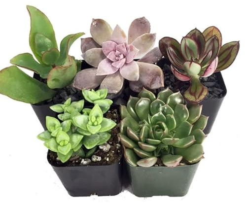 Pack Cinco Crasas Mini Plantas Naturales Resisitentes a Temperaturas Altas